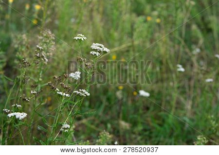 Yarrow Flowers. Milfoil Medicinal Plant Blooming In Meadow. Medicinal And Honey Plant In Village. Ac