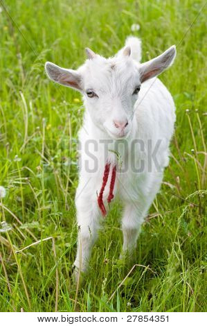 Cute Goatling