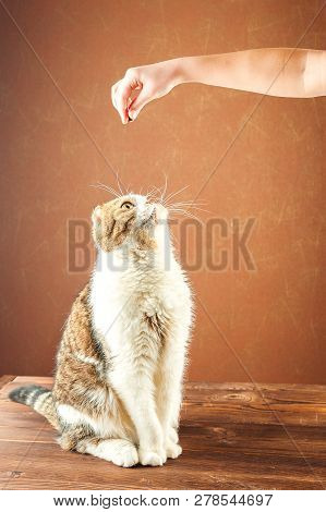 British Shorthair Cat Stands On Its Hind Legs. Domestic Cat Fed Food With Hands