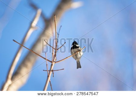 Close-up Image Of Cute Marsh Tit Bird Or Parus Ater Sitting On The Branch In The Winter Forest On Su