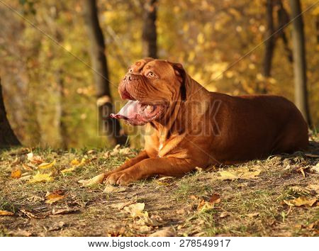 Dogue de Bordeaux dog