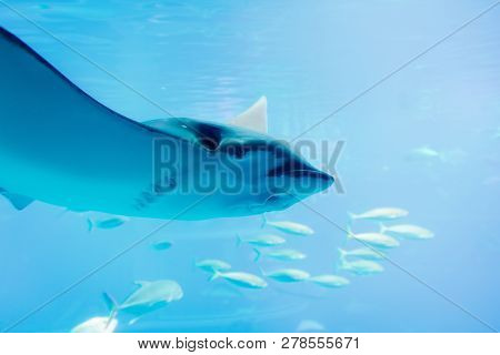 Stingray Swimming Marine Life Underwater Ocean Aquarium.