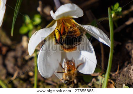 Bee And Bumble Bee In The First Spring Flower