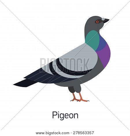 Feral Pigeon Or City Dove Isolated On White Background. Funny Synanthrope Bird, Adorable Urban Anima
