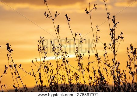 A Gaura Belleza Bush Silhouetted Against A Golden Sunset.
