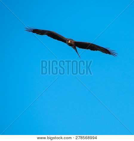 A Yellow Billed Kite Hunting Against A Blue Sky.