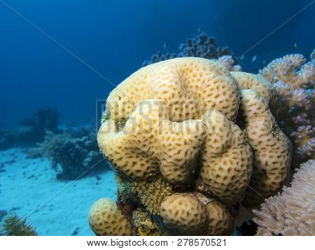 Colorful Coral Reef At The Bottom Of Tropical Sea, Favites Coral, Underwater Landscape