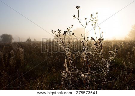 Dried Shrub Of The Bur-marigold Shrouded In Cobwebs. On The Web Dew Drops. In The Background, Dry Gr