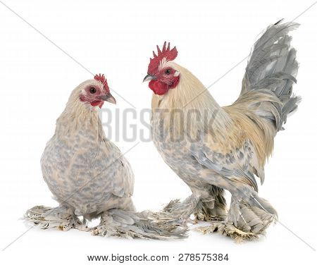 Dutch Booted Bantam In Front Of White Background
