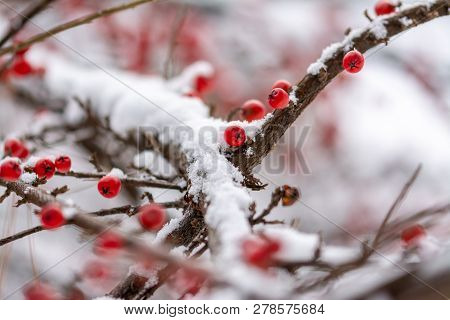 Cotoneaster, Dammeri Fruits On Branch. Winter Scenne