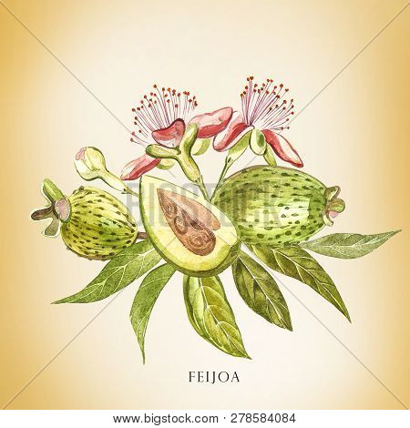 Watercolor Illustration Feijoa Plant. Hand Drawn Watercolor Painting On White Background. Watercolor