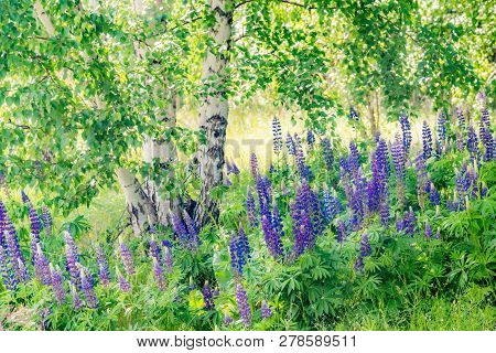 Grassy Field With Purple Lupines Dolly Shot. A Dolly Shot Past Purple Lupines.