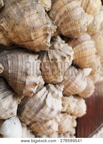 Shell Close-up Large Group Of Objects Animal No People Full Frame Abundance Backgrounds Wildlife Day