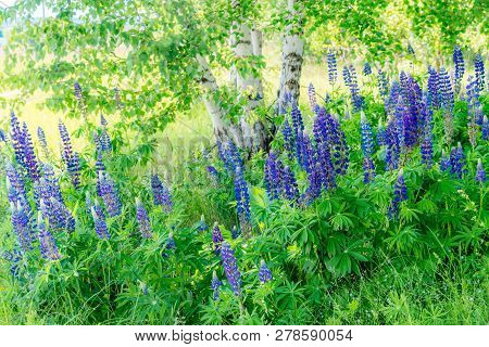 Grassy Field With Purple Lupines Dolly Shot. A Dolly Shot Past Purple Lupines.