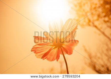 Cosmos Flower (cosmos Bipinnatus) In The Garden