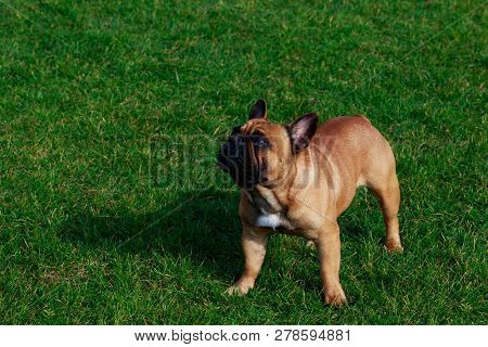 Dog Breed French Bulldog Is Stand On Green Grass