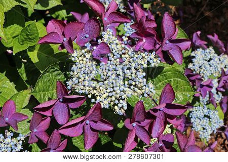 Lacecap Hydrangea Flowers With Pale Blue And White Inner And Purple Outer Flowers With A Dark Backgr