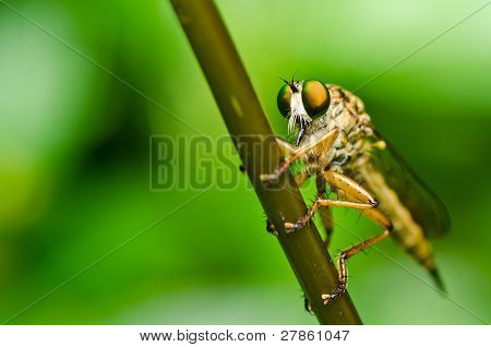 Robberfly na natureza verde