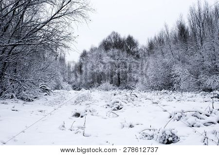 Along The Edges Of The Snow-covered Trees And Shrubs. Branches In The Snow. In The Middle Of Open Sp