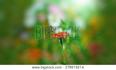 Beautiful Butterfly Flying Over A Flower, Closeup. Spring. Nature. Sunny Day. Background