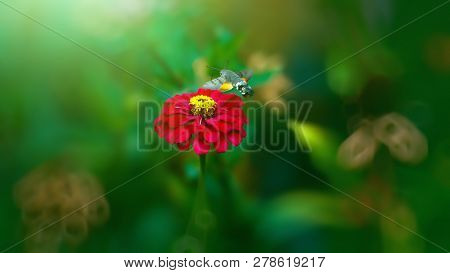 Beautiful Butterfly Flying Over A Flower, Closeup. Spring. Nature. Sunny Day. Background