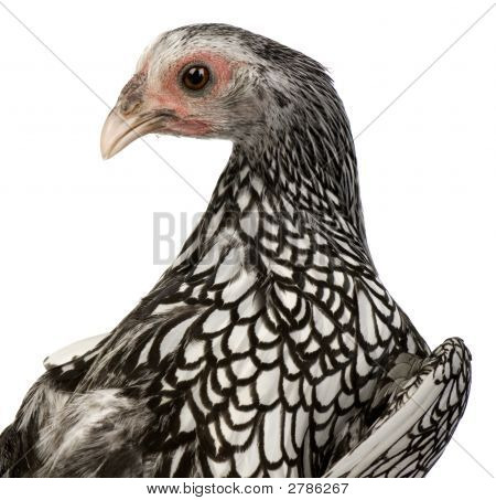 Sebright Bantams