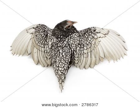 Sebright Bantams