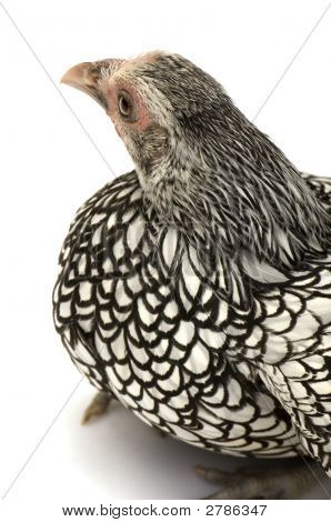 Sebright Bantams