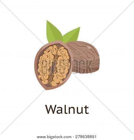 The Fruit Of The Plant Is A Hard-shelled Nut With An Edible Core.