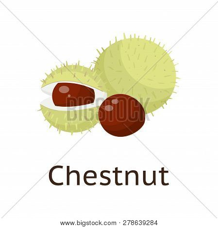 The Fruit Of The Plant Is A Hard-shelled Nut With An Edible Core.