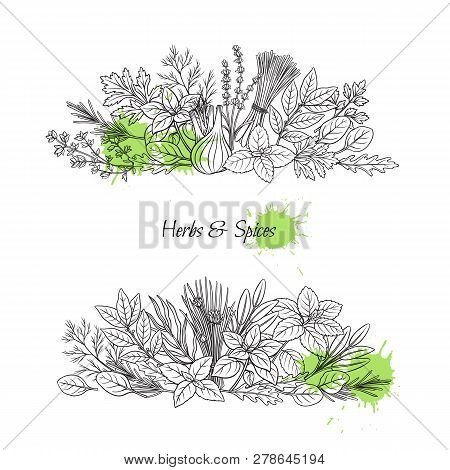 Culinary Herbs And Spice Banners. Bay Leaf, Lemongrass, Fennel, Dill, Cilantro And Chives. Thyme, Le