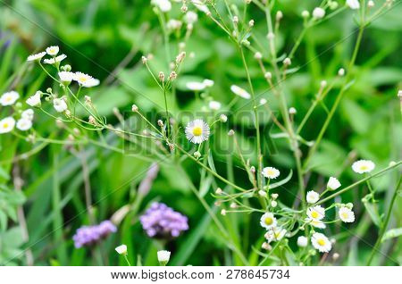 Daisy Or Daisy Flower And Grass Flower