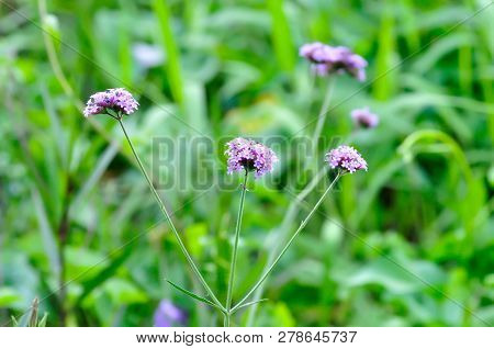 Verbena Bonariensis Flower Or Verbena Bonariensis Plant