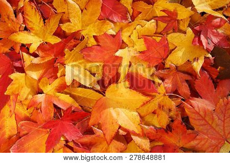 Bright, Warm Autumn Foliage Of Yellow Color On The Earth In Sunny Weather. Warm Autumn Day Backgroun