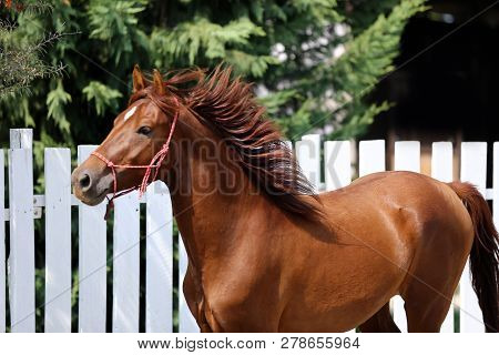 Side View Photo Of A Young Horse Runs During Training In The Round Pen