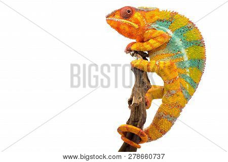 Yellow Blue Lizard Panther Chameleon Isolated On White Background