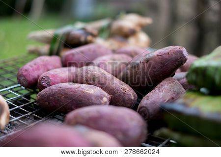 Pomoea Grilled Batatas Cooked With Charcoal Stove.
