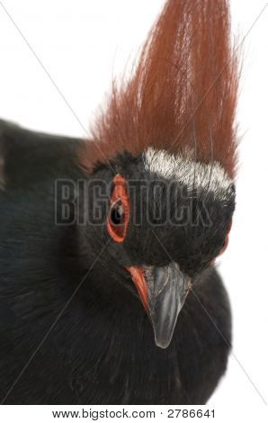 Chocholatý dřevo Partridge - Rollulus Rouloul
