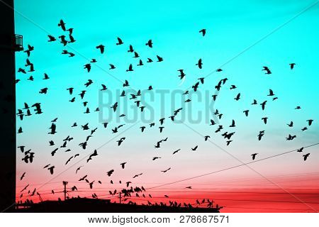 Groups Of Birds Flying Above Roof At Sunset On Moon Background. Birds Silhouettes Above Building Sil