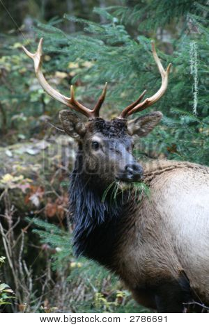 Elk