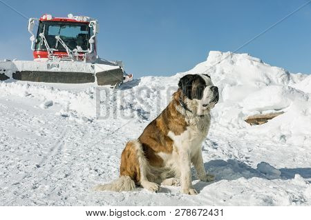 St. Bernard Dog Ready For Rescue Operation In Winter On The Mountain. Cute Big Saint Bernard Dog In 