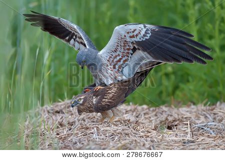 Montagus Harriers Male And Female Coupling Time