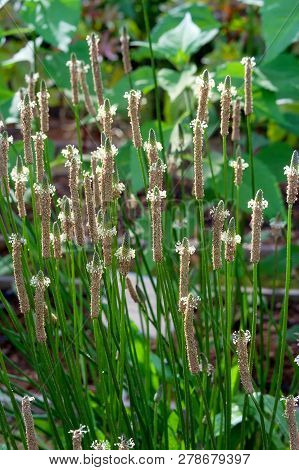 Blossoming Greater Plantain (plantago Major) In The Meadow In Sunlight