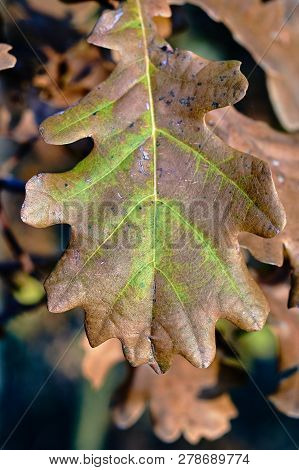 Detail Of Autumn Oak Leaf Area In Poland
