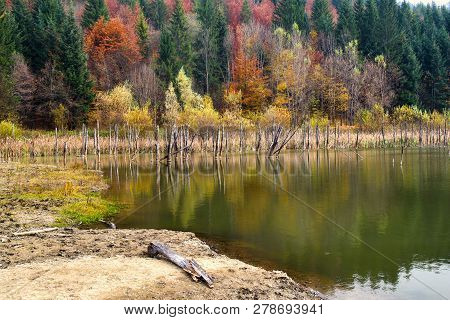Dead Tree Trunks Reflecting In Lake Water, Autumn Forest Behind. Cuejdel Lake Was Born 30 Years Ago 