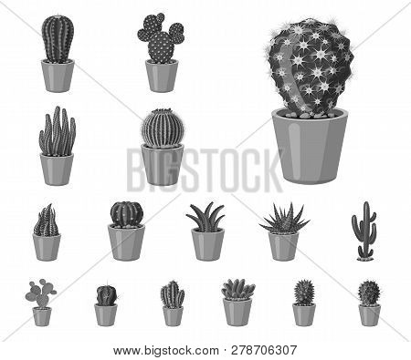 Vector Design Of Cactus And Pot Icon. Set Of Cactus And Cacti Vector Icon For Stock.
