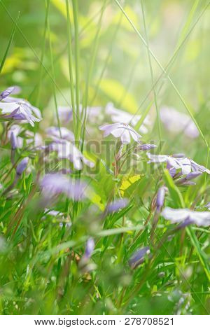 Subulate Phlox, Many Colors In The Sunlight Close-up.