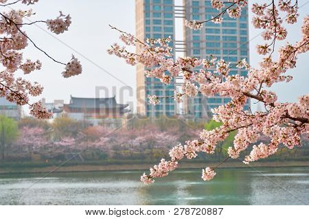 Blooming sakura cherry blossom branch with skyscraper building in background in spring, Seoul, South Korea