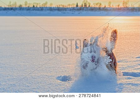 Silhouette Dog Play In Cloud Snow Dust In The Wintersunset. Copy Space.