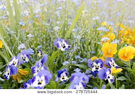 A Field Of Purple And Yellow Pancies, Blue Forgen-me-nots